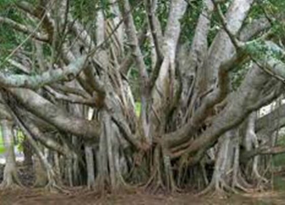 দেশের সবচেয়ে পুরনো বটগাছ (Banyan Tree)