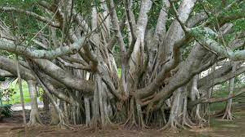 দেশের সবচেয়ে পুরনো বটগাছ (Banyan Tree)