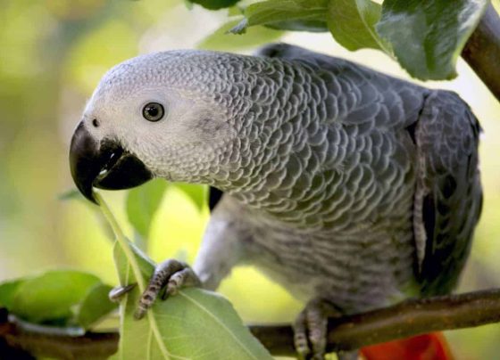 টিয়াপাখি (African Parrot)