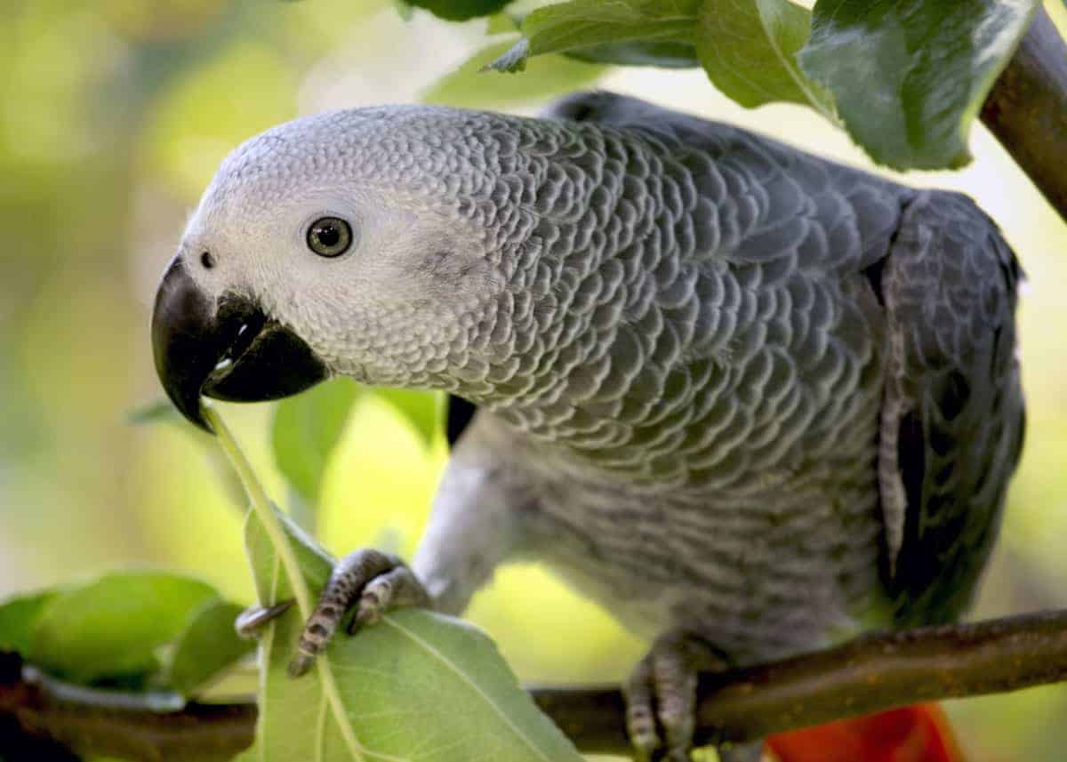 টিয়াপাখি (African Parrot)