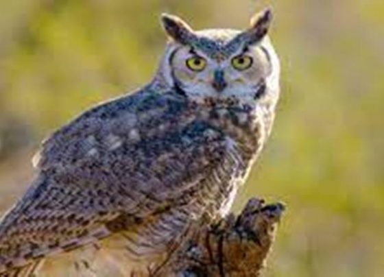 বাজপাখি owl