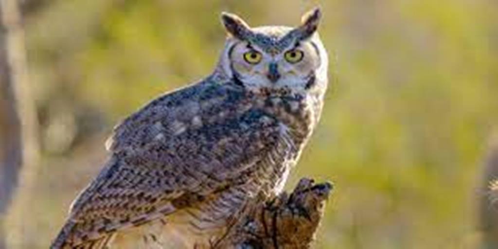 বাজপাখি owl