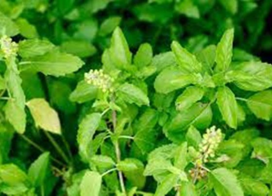 তুলসি (Tulsi)