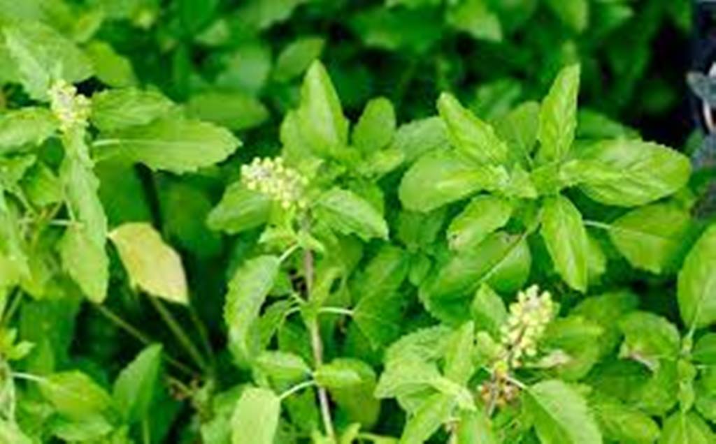 তুলসি (Tulsi)