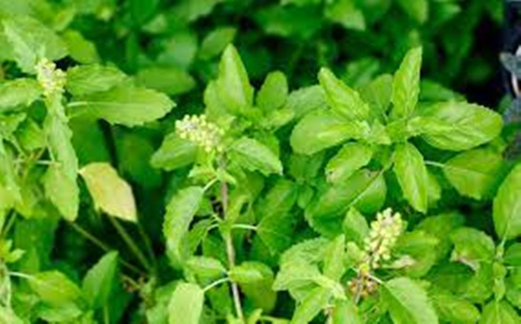 তুলসি (Tulsi)