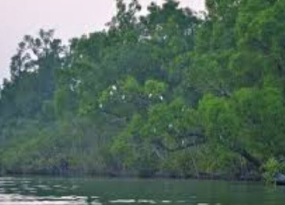 sunderban