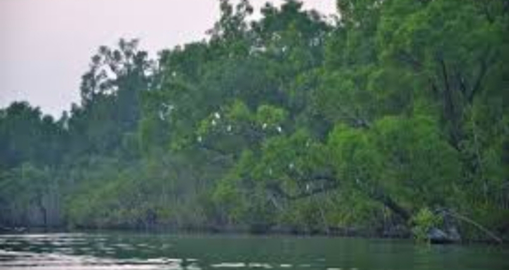 sunderban